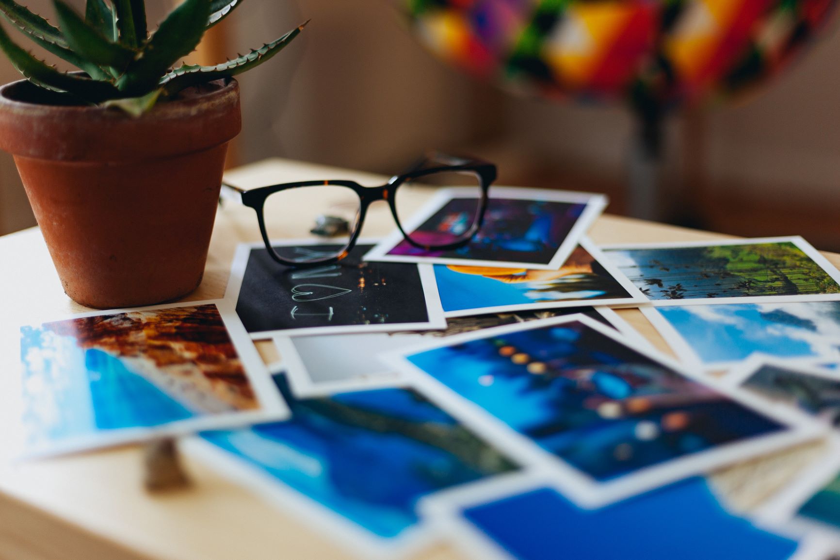 Photos and a plant