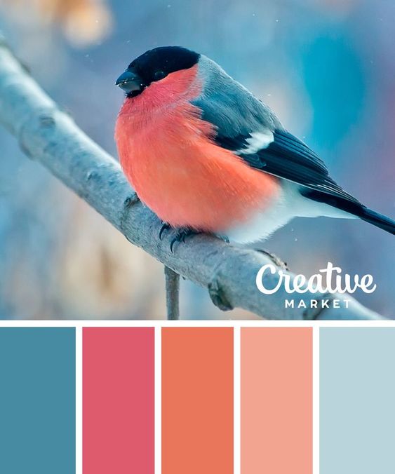 Bird colour palette